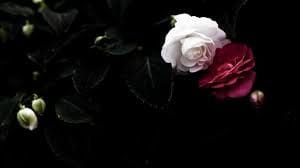 1564030145 bunga
