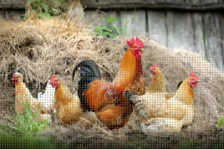 Cock 2522623 480