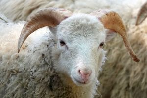 Kambing