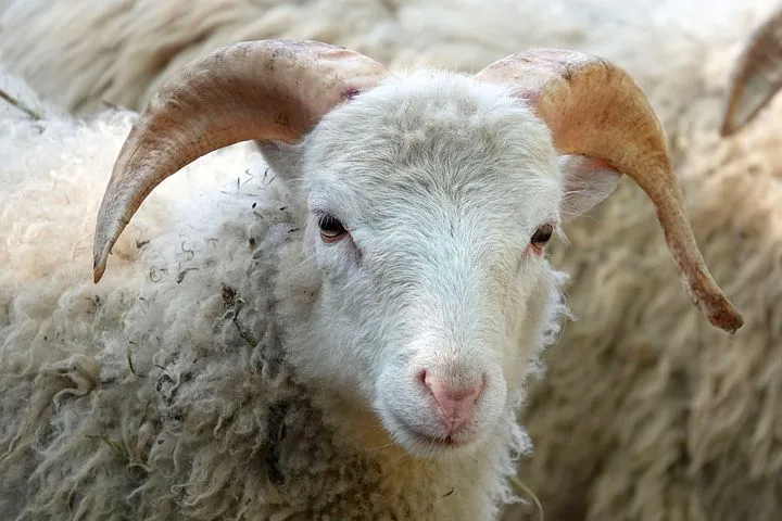 Kambing