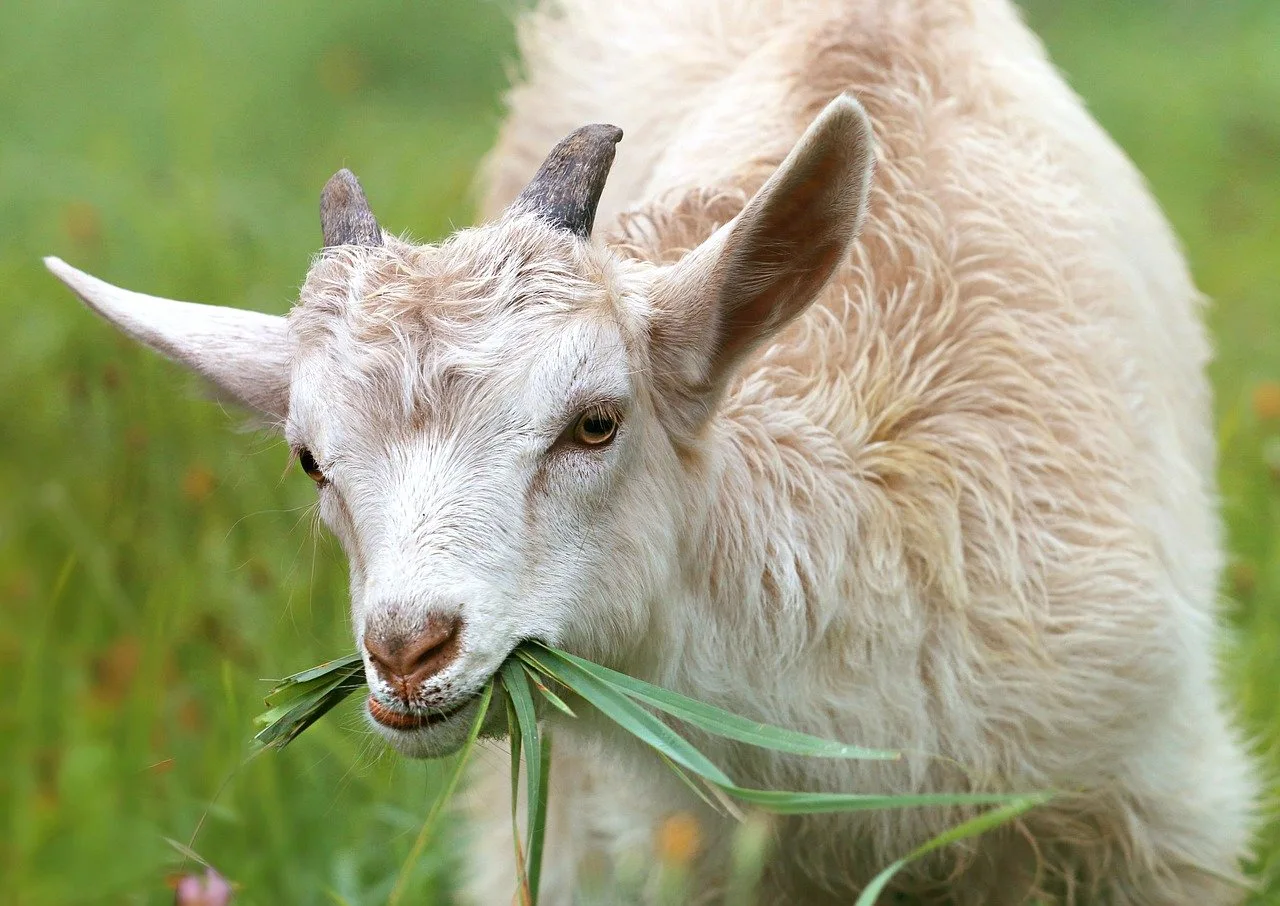 Kambing Makan Rumput