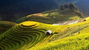 Sawah